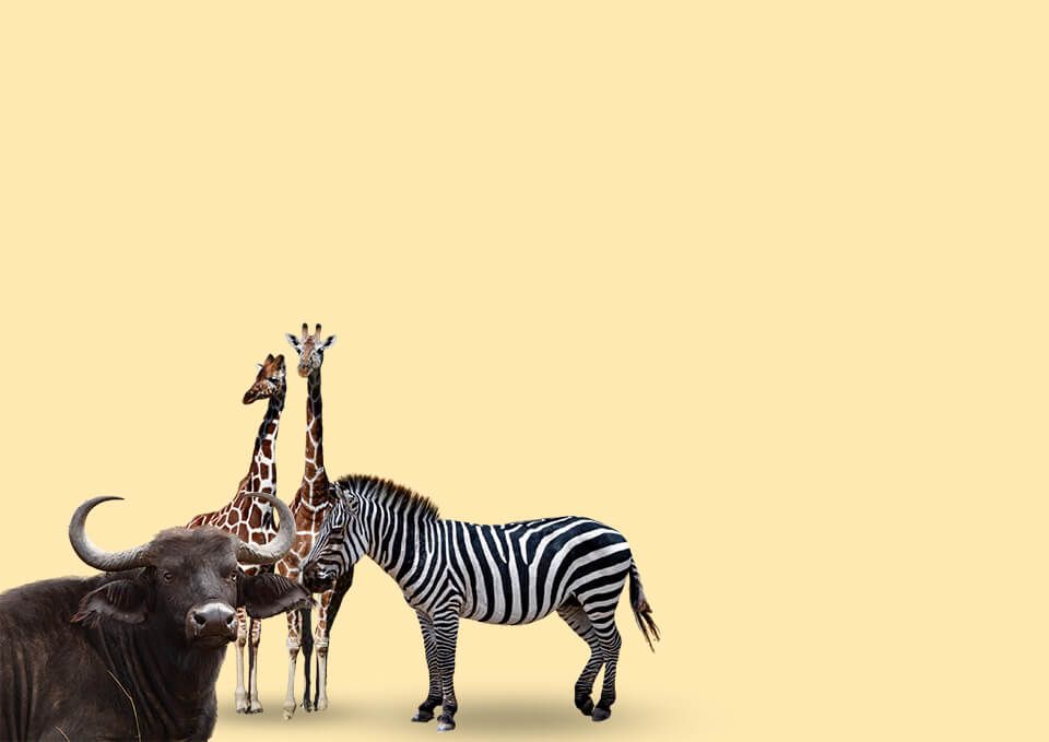 نظرسنجی تور گردشگری کنیا